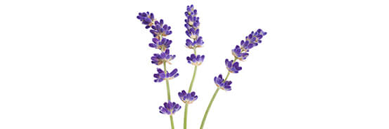 Huile essentielle de Lavande Fine